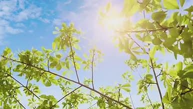 夏日唯美小清新阳光光影树叶视频的预览图
